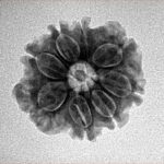 8 Mukhi Rudraksha 20.7mm 2.7gm - Inverse xray