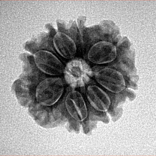 8 Mukhi Rudraksha 20.7mm 2.7gm - Inverse xray
