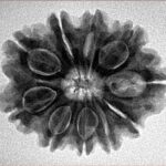 10 Mukhi Rudraksha 26.2mm 4.79gm - Inverse xray