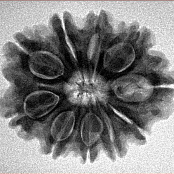 10 Mukhi Rudraksha 26.2mm 4.79gm - Inverse xray
