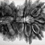 16 MK Gaurishankar 35.2mm 7.19gm - Inverse xray