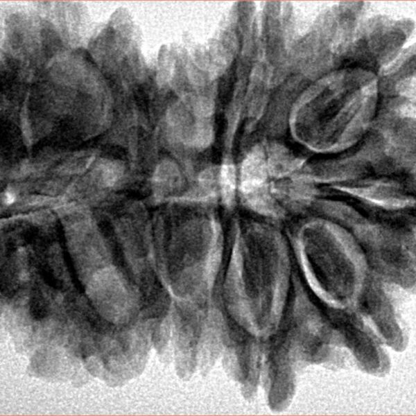 16 MK Gaurishankar 35.2mm 7.19gm - Inverse xray