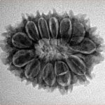 13 Mukhi Rudraksha 25.2mm 3.48gm - Inverse xray