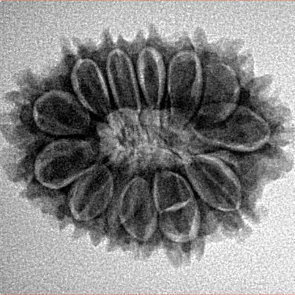 13 Mukhi Rudraksha 25.2mm 3.48gm - Inverse xray