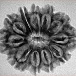 11 Mukhi Rudraksha 26.3mm 4gm - Inverse xray