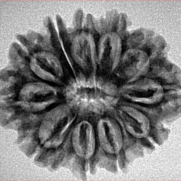 11 Mukhi Rudraksha 26.3mm 4gm - Inverse xray