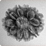 10 Mukhi Rudraksha 23.9mm 3.1gm - Inverse xray