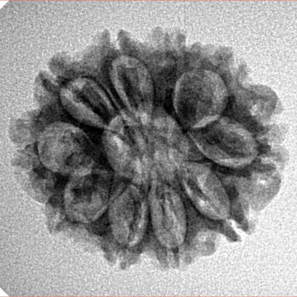 10 Mukhi Rudraksha 23.9mm 3.1gm - Inverse xray