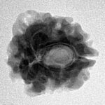 1 Mukhi Rudraksha 21.6mm 2.8gm - Inverse xray