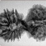 15 MK Gaurishankar 35.1mm 4.81gm - Inverse xray
