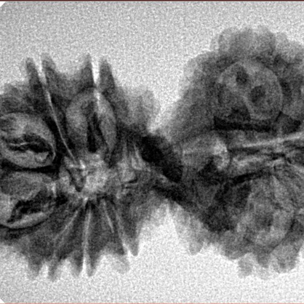 15 MK Gaurishankar 35.1mm 4.81gm - Inverse xray