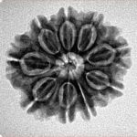 9 Mukhi Rudraksha 23.3mm 3.53gm - Inverse xray