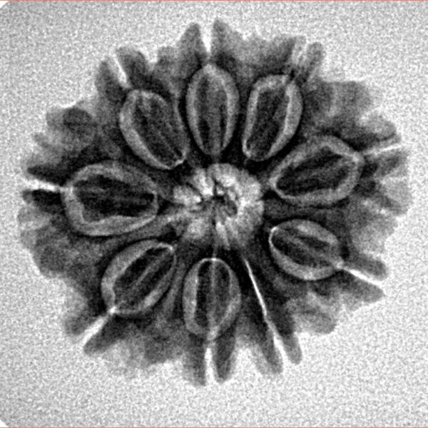 9 Mukhi Rudraksha 23.3mm 3.53gm - Inverse xray