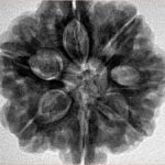 7 Mukhi Rudraksha 27.3mm 8.06gm - Inverse xray