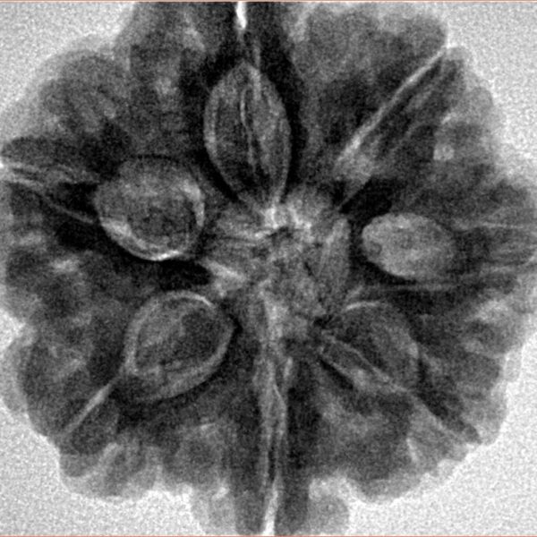 7 Mukhi Rudraksha 27.3mm 8.06gm - Inverse xray