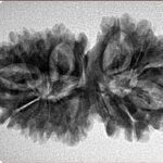 15 MK Gaurishankar 33.9mm 5.18gm - Inverse xray