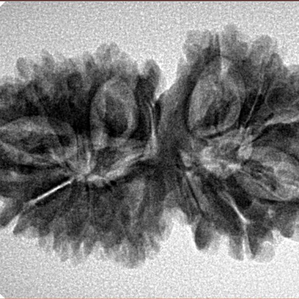 15 MK Gaurishankar 33.9mm 5.18gm - Inverse xray