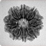 8 Mukhi Rudraksha 22.3mm 3.38gm - Inverse xray