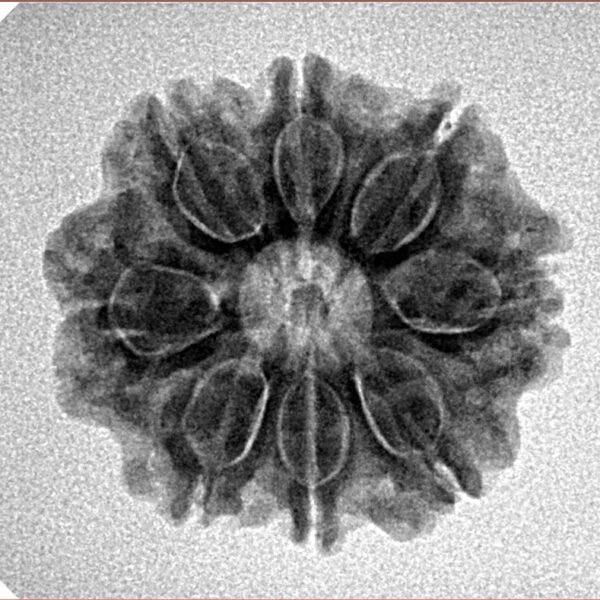 8 Mukhi Rudraksha 22.3mm 3.38gm - Inverse xray