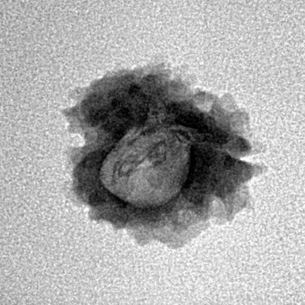1 Mukhi Rudraksha 17.7mm 1.17gm - Inverse xray
