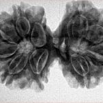 10 Mk Gaurishankar 34mm 6.28gm - Inverse xray