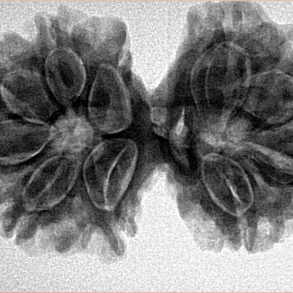 10 Mk Gaurishankar 34mm 6.28gm - Inverse xray