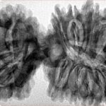 17 MK Gaurishankar 43.1mm 8.28gm - Inverse xray