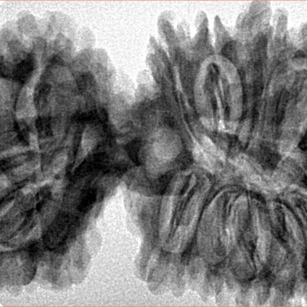 17 MK Gaurishankar 43.1mm 8.28gm - Inverse xray