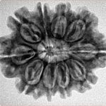 10 Mukhi Rudraksha 26.9mm 4.55gm - Inverse xray
