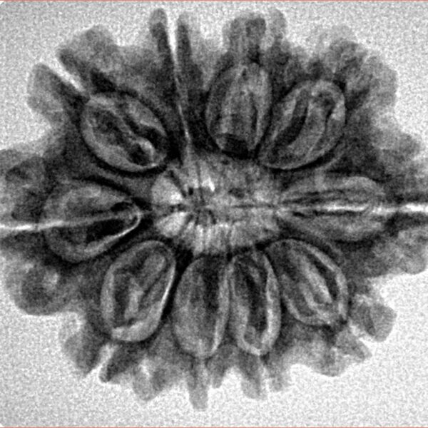 10 Mukhi Rudraksha 26.9mm 4.55gm - Inverse xray