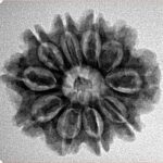 10 Mukhi Rudraksha 24.7mm 3.9gm - Inverse xray