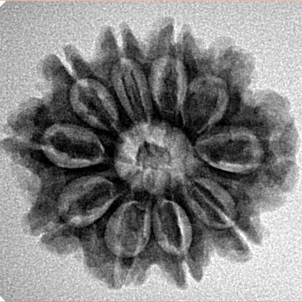10 Mukhi Rudraksha 24.7mm 3.9gm - Inverse xray
