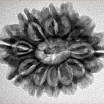11 Mukhi Rudraksha 26.7mm 4gm - Inverse xray