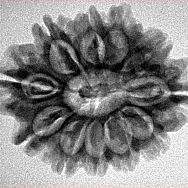 11 Mukhi Rudraksha 26.7mm 4gm - Inverse xray
