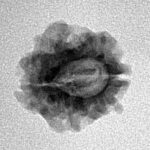 1 Mukhi Rudraksha 16.7mm 1.32gm - Inverse xray