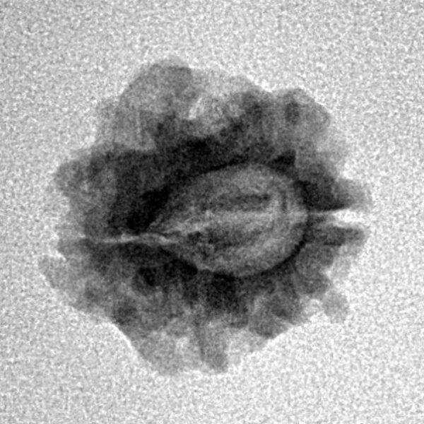 1 Mukhi Rudraksha 16.7mm 1.32gm - Inverse xray
