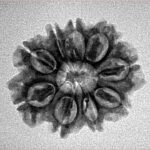 9 Mukhi Rudraksha 23mm 2.81gm - Inverse xray