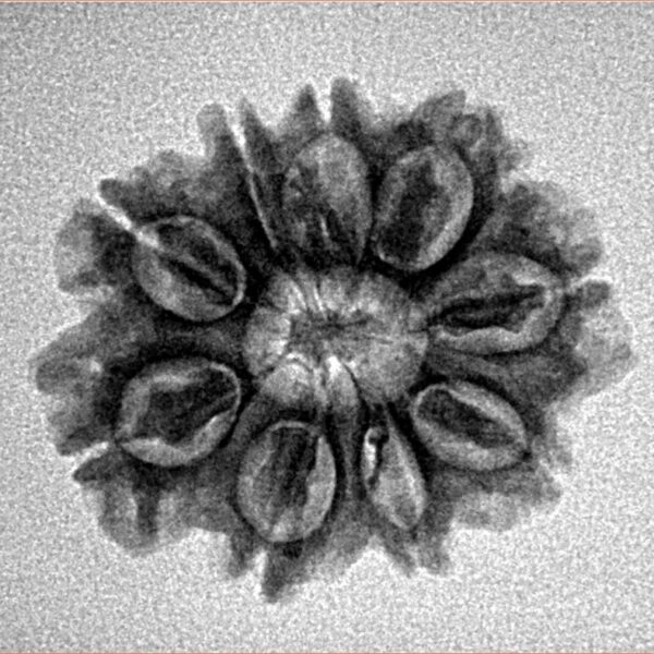 9 Mukhi Rudraksha 23mm 2.81gm - Inverse xray