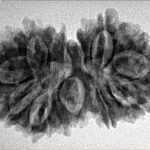 16 MK Gaurishankar 31.4mm 4.45gm - Inverse xray