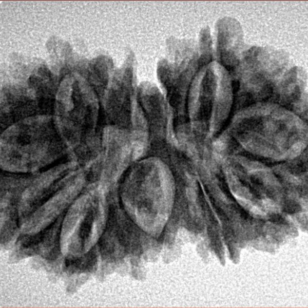 16 MK Gaurishankar 31.4mm 4.45gm - Inverse xray