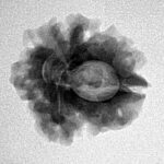 1 Mukhi Rudraksha 22mm 2.84gm - Inverse xray