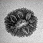 14 Mukhi Rudraksha 19.9mm 2gm - Inverse xray