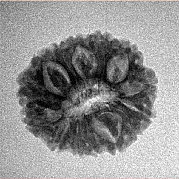 14 Mukhi Rudraksha 19.9mm 2gm - Inverse xray