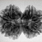 8 MK Gaurishankar 28mm 4.71gm - Inverse xray