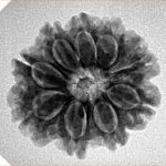 9 Mukhi Rudraksha 23.5mm 3.85gm - Inverse xray