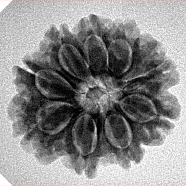 9 Mukhi Rudraksha 23.5mm 3.85gm - Inverse xray