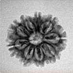 9 Mukhi Rudraksha 21mm 2.37gm - Inverse xray