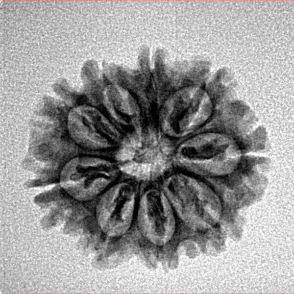 9 Mukhi Rudraksha 21mm 2.37gm - Inverse xray