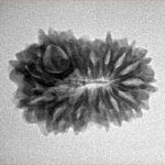 14 Mukhi Rudraksha 22.6mm 2.38gm - Inverse xray