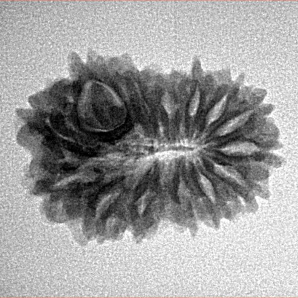 14 Mukhi Rudraksha 22.6mm 2.38gm - Inverse xray